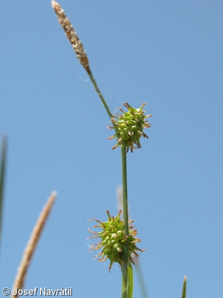 Carex lepidocarpa – ostřice šupinoplodá