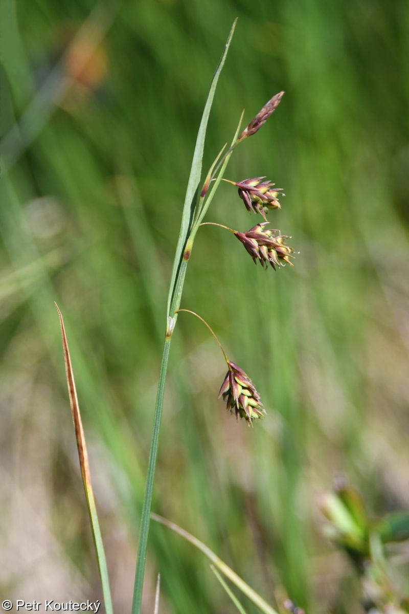 Carex magellanica subsp. irrigua – ostřice vrchovištní zaplavovaná