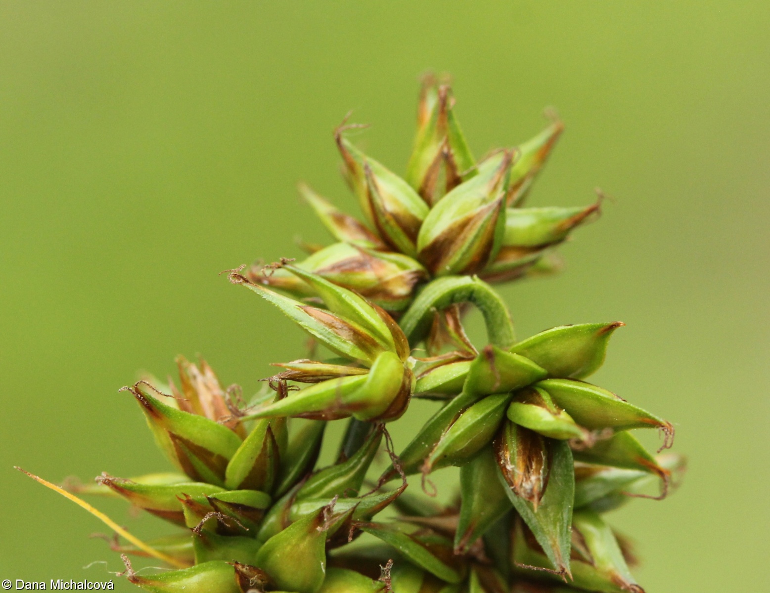 Carex muricata – ostřice měkkoostenná