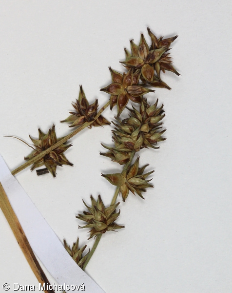Carex muricata – ostřice měkkoostenná