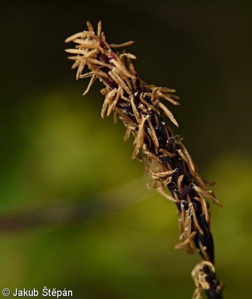 Carex nigra – ostřice obecná