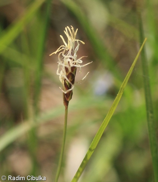 Carex obtusata – ostřice přitupá