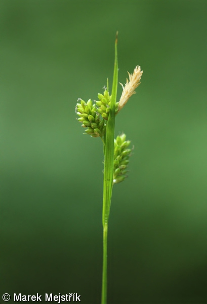 Carex pallescens – ostřice bledavá