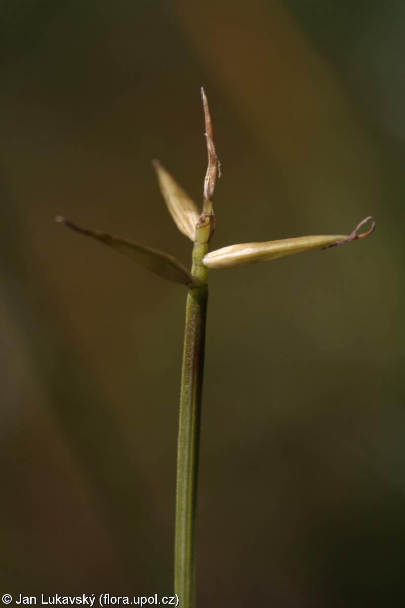 Carex pauciflora – ostřice chudokvětá