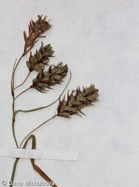 Carex magellanica – ostřice vrchovištní