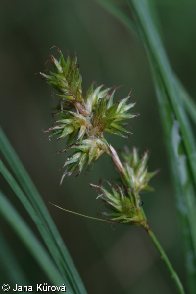 Carex pseudobrizoides – ostřice pískomilná