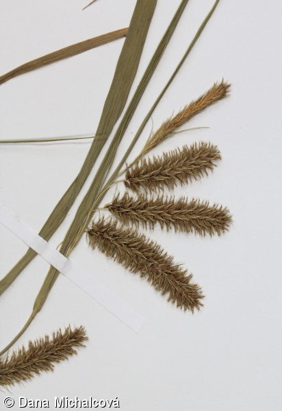 Carex pseudocyperus – ostřice nedošáchor