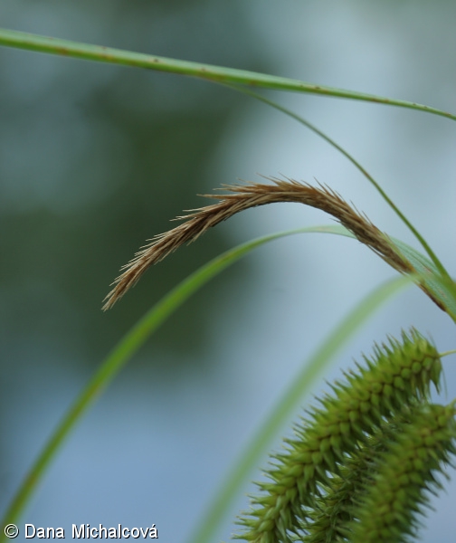 Carex pseudocyperus – ostřice nedošáchor