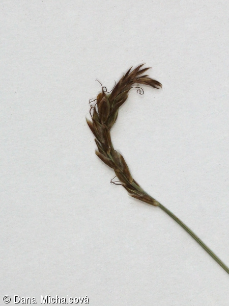 Carex pulicaris – ostřice blešní