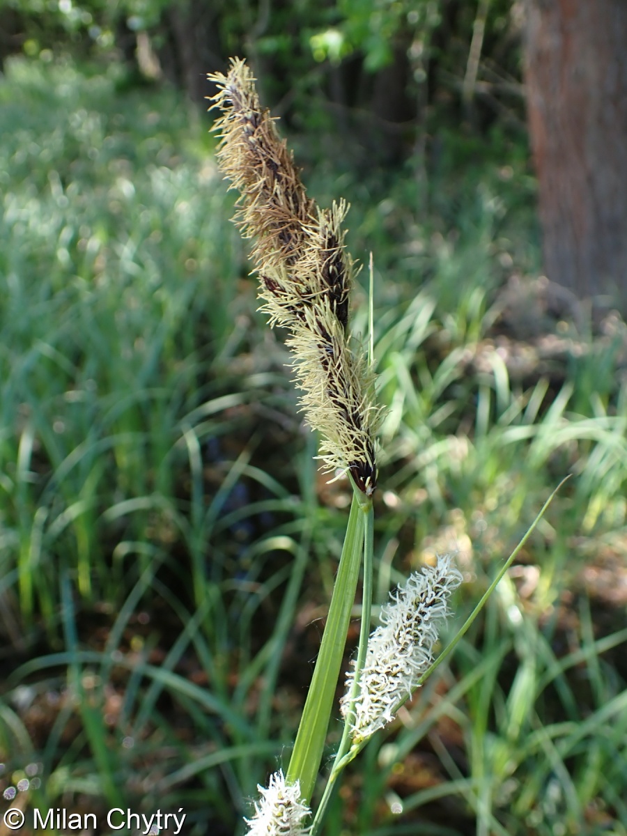 Carex riparia – ostřice pobřežní