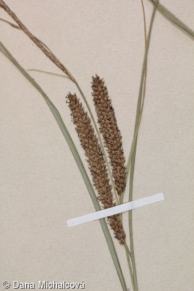 Carex rostrata – ostřice zobánkatá