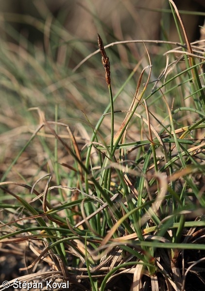 Carex rupestris – ostřice skalní