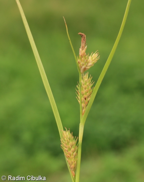 Carex secalina – ostřice žitná