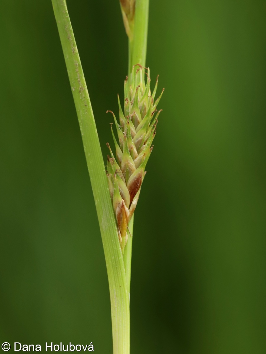 Carex secalina – ostřice žitná