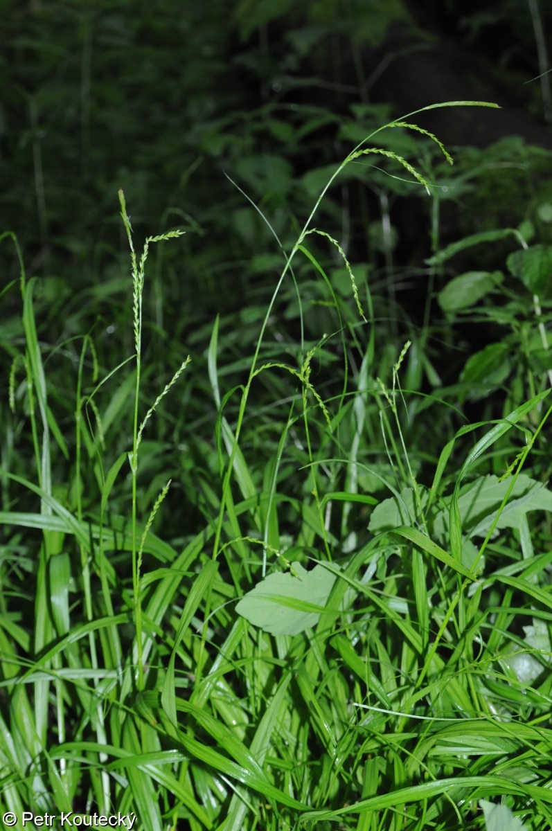 Carex strigosa – ostřice hubená