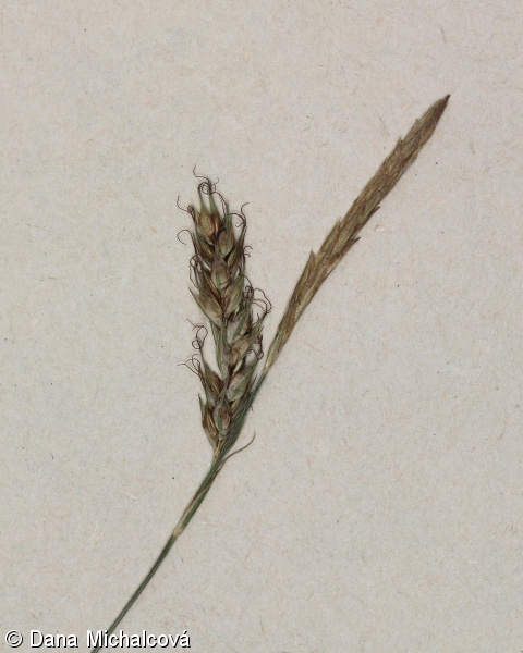 Carex sylvatica – ostřice lesní