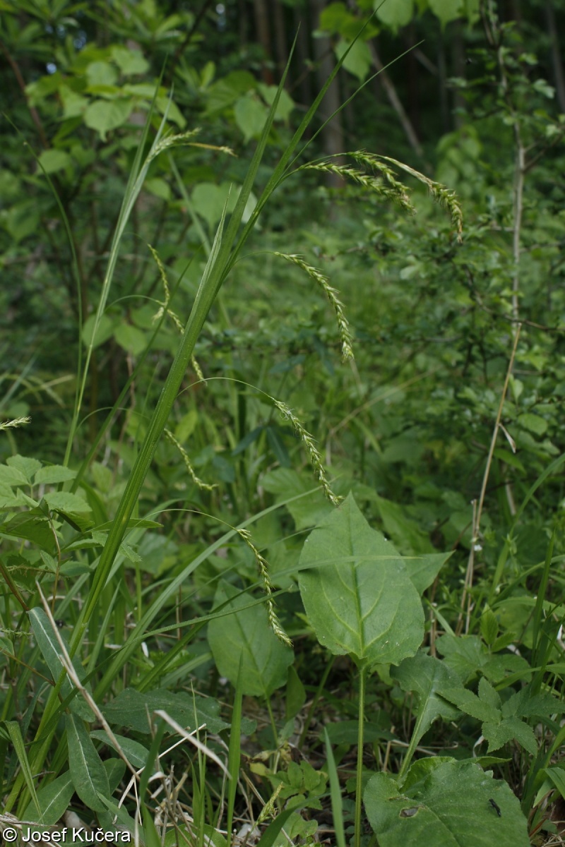Carex sylvatica – ostřice lesní