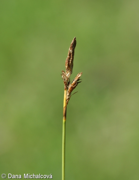 Carex umbrosa – ostřice stinná