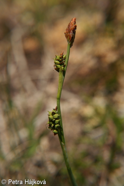 Carex vaginata – ostřice pochvatá