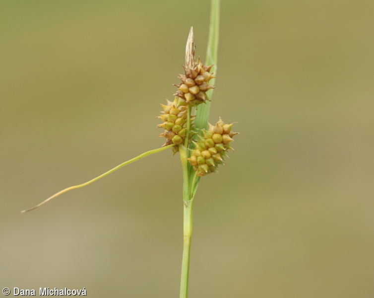 Carex oederi – ostřice pozdní