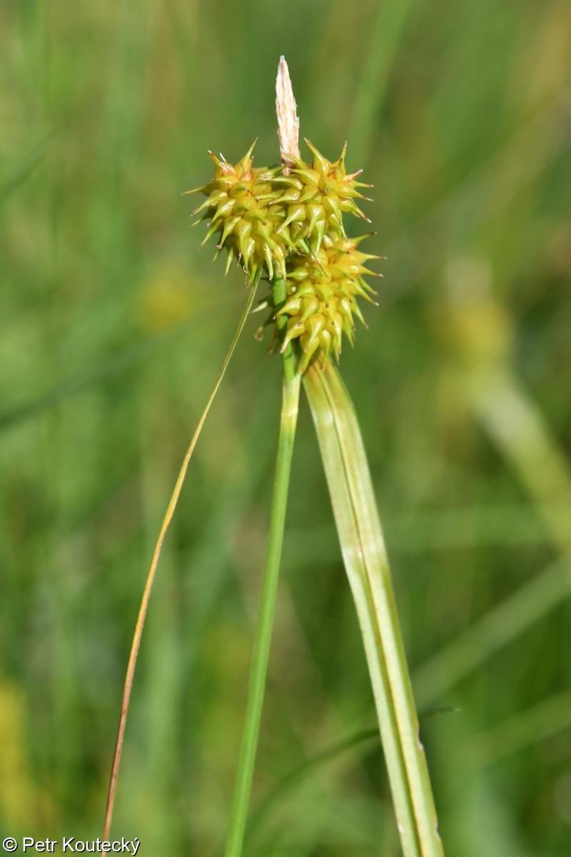 Carex ×alsatica – ostřice rusá × o. skloněná