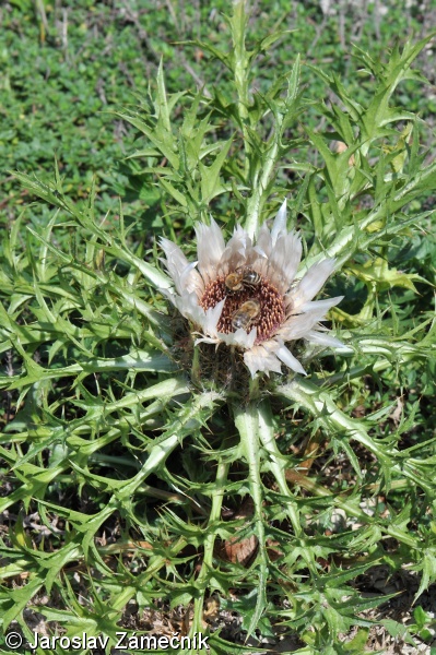 Carlina acaulis subsp. caulescens – pupava bezlodyžná prodloužená