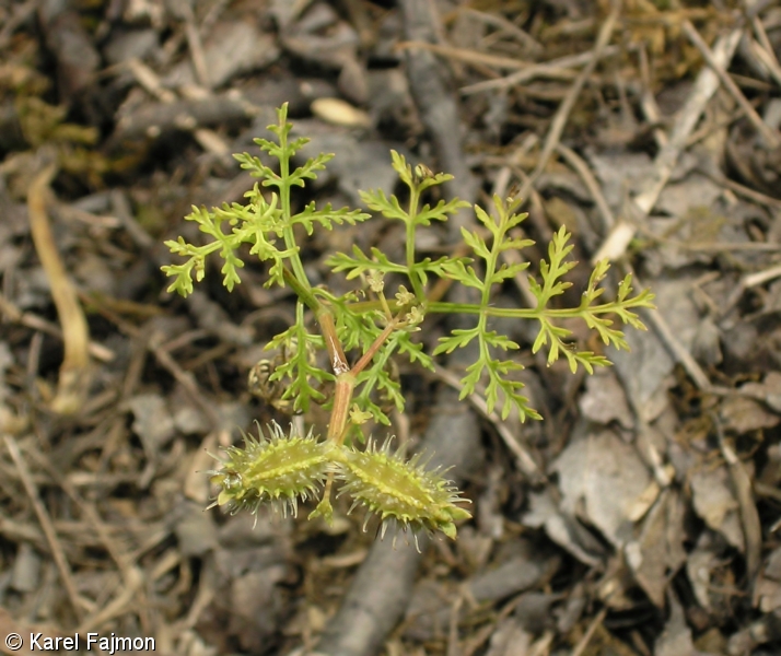 Caucalis platycarpos subsp. platycarpos – dejvorec velkoplodý pravý