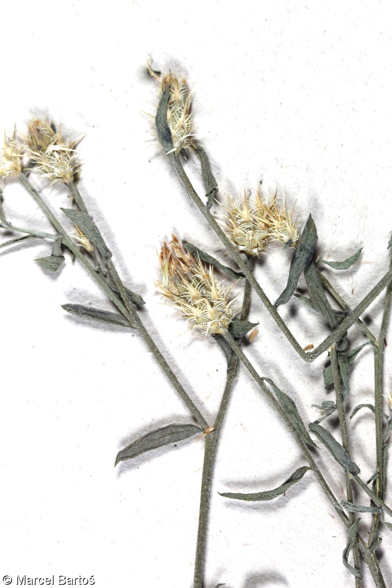 Centaurea diffusa – chrpa rozkladitá
