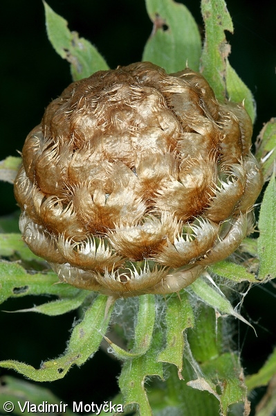 Centaurea macrocephala – chrpa žlutokvětá