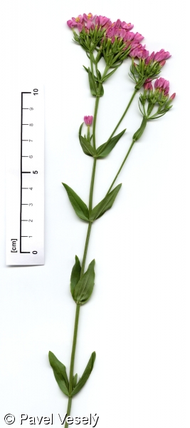 Centaurium erythraea subsp. erythraea – zeměžluč okolíkatá pravá, zeměžluč lékařská pravá