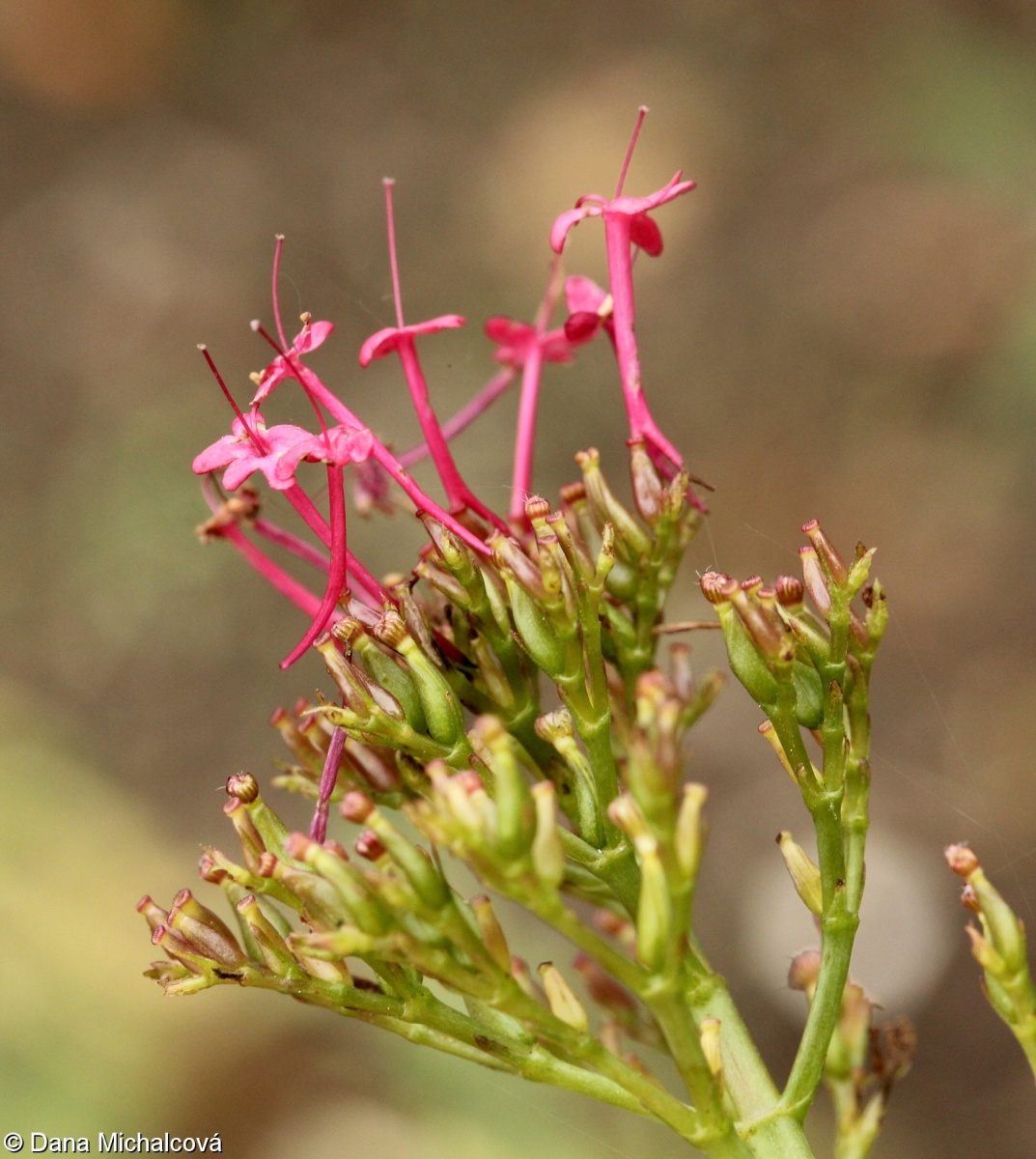 Centranthus ruber – mavuň červená