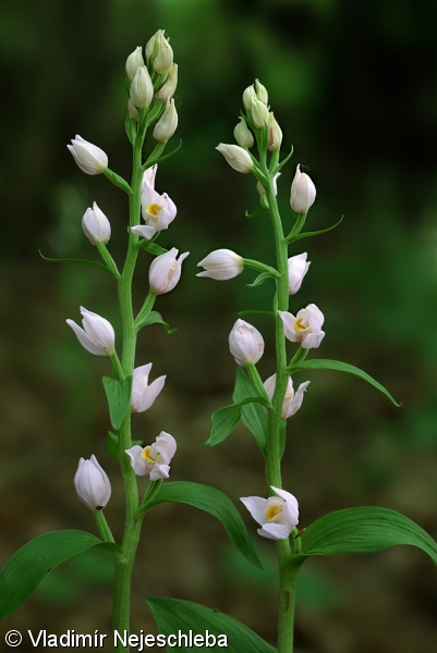 Cephalanthera damasonium – okrotice bílá