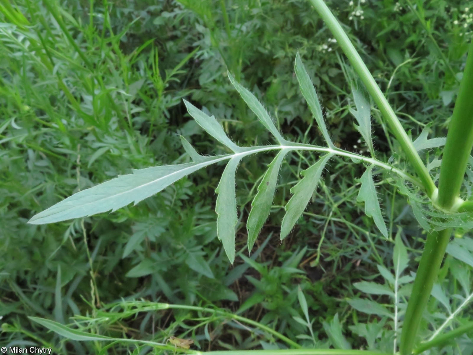 Cephalaria transsylvanica – hlavatka transylvánská