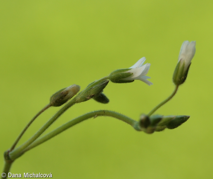 Cerastium alsinifolium – rožec kuřičkolistý