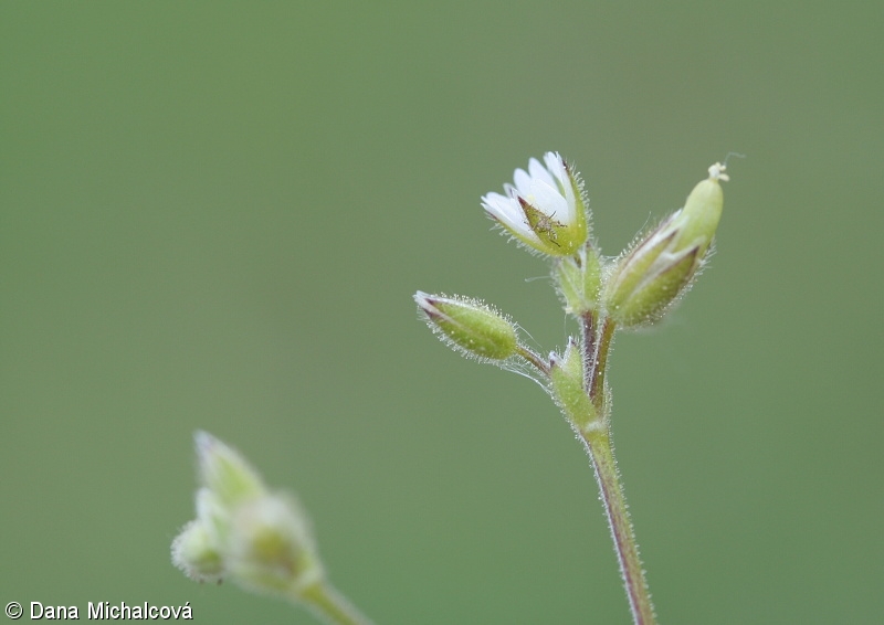 Cerastium glutinosum – rožec lepkavý