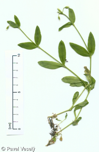 Cerastium holosteoides – rožec obecný