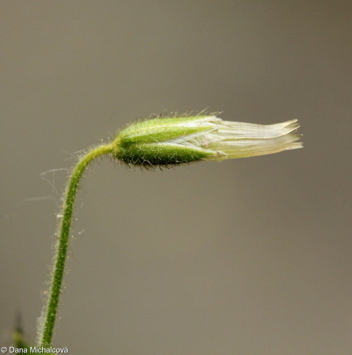 Cerastium lucorum – rožec hajní