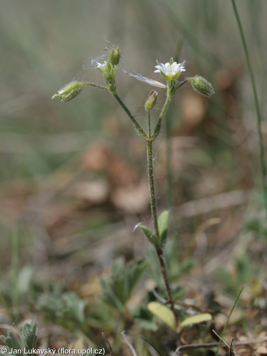 Cerastium pumilum – rožec nízký