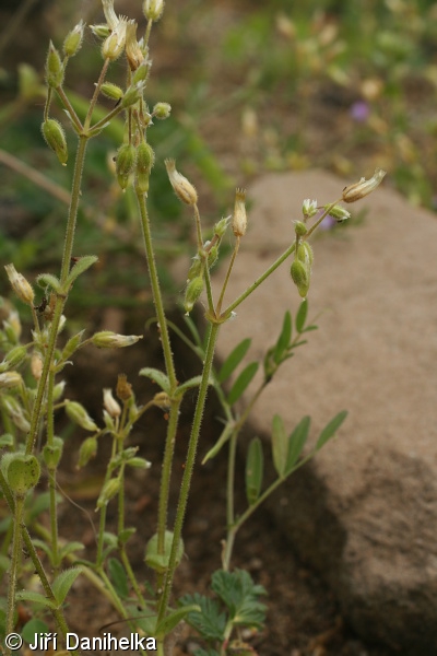 Cerastium semidecandrum – rožec pětimužný