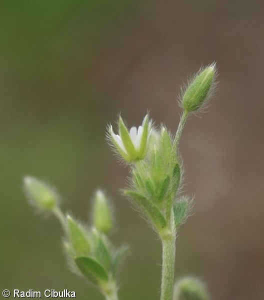 Cerastium tenoreanum – rožec Tenoreův