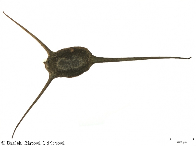 Ceratophyllum demersum – růžkatec ostnitý