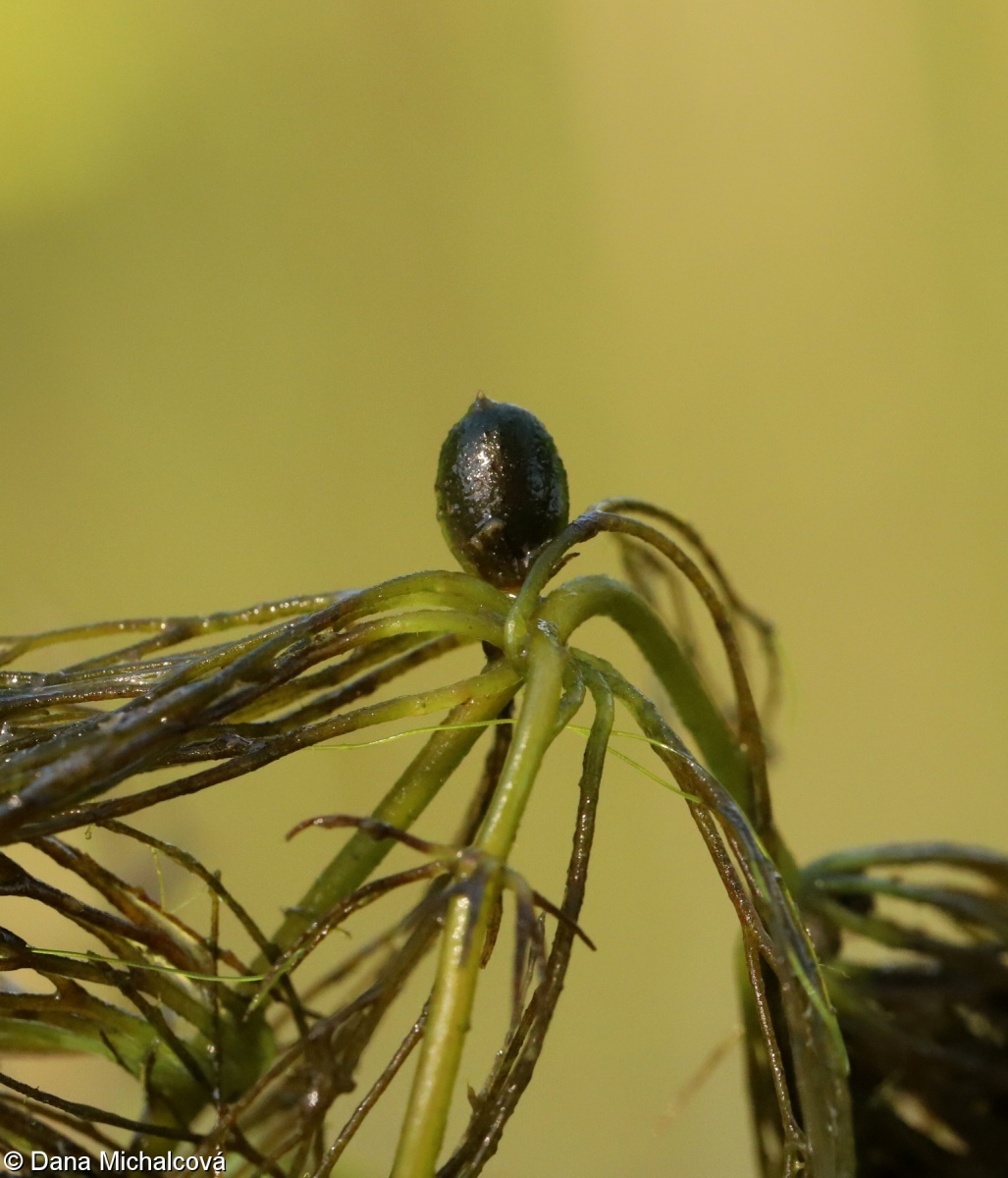 Ceratophyllum submersum – růžkatec bradavčitý