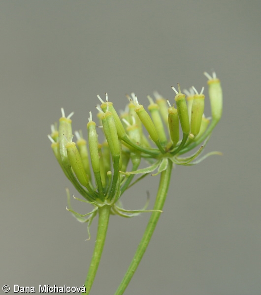 Chaerophyllum aureum – krabilice zlatoplodá