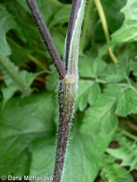 Chaerophyllum temulum – krabilice mámivá