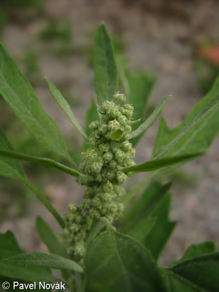 Chenopodium ficifolium – merlík fíkolistý