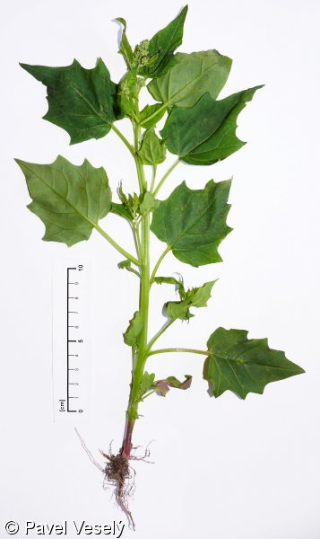 Chenopodium hybridum – merlík zvrhlý