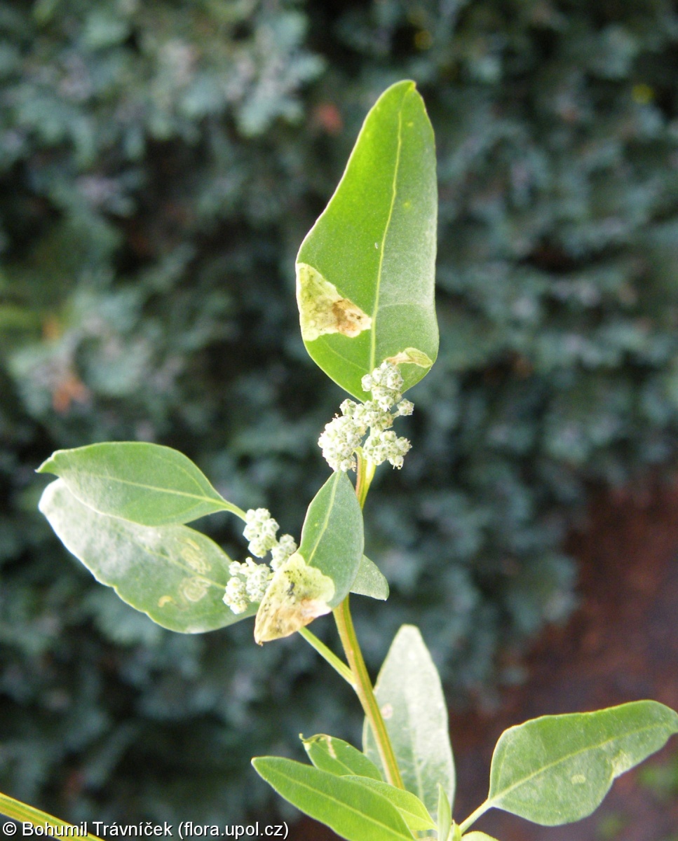 Chenopodium album subsp. pedunculare – merlík bílý stopečkatý