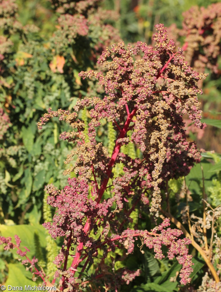 Chenopodium quinoa – merlík čilský