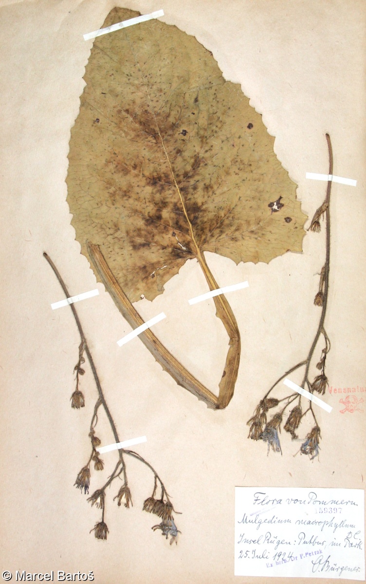 Cicerbita macrophylla – mléčivec velkolistý