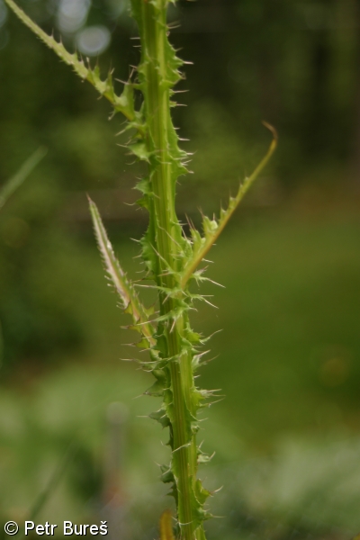 Cirsium brachycephalum – pcháč krátkohlavý, pcháč žlutoostenný